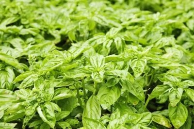 罗勒的施肥方法,对于肥料的要求较低