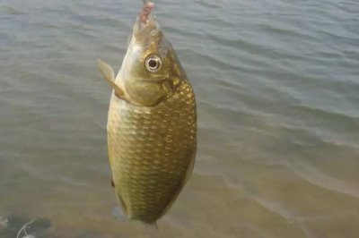 伊豆4号能大小通杀吗，可通杀鲫鱼、罗非鱼等中小型鱼