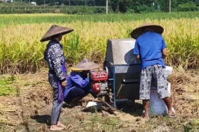 怎么收割倒伏的水稻,需排干水分、扶正稻株才能收割