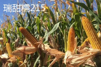 甜糯玉米怎么种植,初春可进行双膜覆盖播种栽培