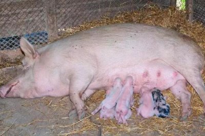 母猪单养圈舍的适宜尺寸,按照长4米、宽2.5米的规格去建造