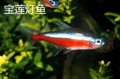 宝莲灯鱼与红绿灯区别,前者的体型更大且颜色更鲜艳