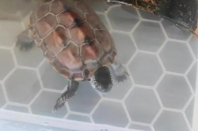 草龟怎么养,要确保水质干净清爽