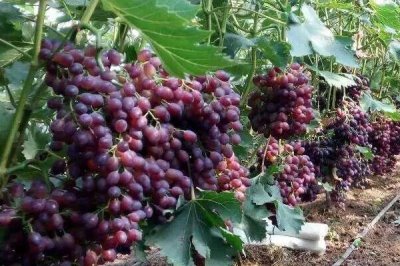 如何在家种植葡萄，首先应根据种植环境选好品种