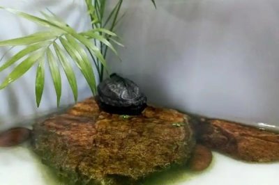 草龟怎么养,要确保水质干净清爽