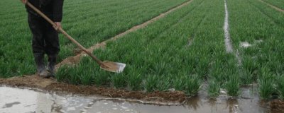 小麦多久浇一次水,通常每隔3-4个月浇1次水