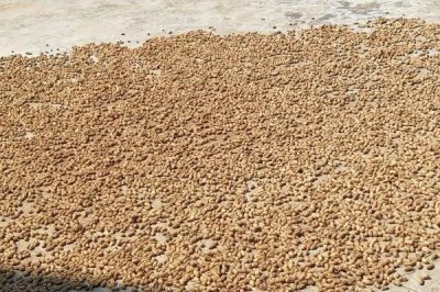 花生拌种技巧,药剂拌种较为理想