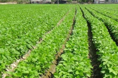 早春毛豆为何结荚少以及防治方法,温差过大会影响花芽分化和结荚