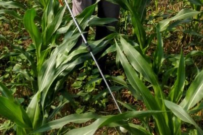 S6533玉米种子特征特性,注意防治玉米瘤黑粉病