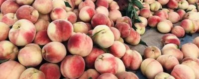 秦王桃的价格，每斤价格在4-5元