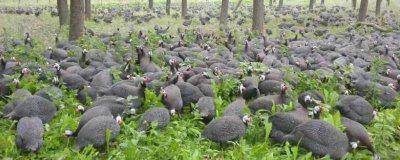 农村养珍珠鸡能否赚钱,具有一定养殖前景但市场价格因地而异