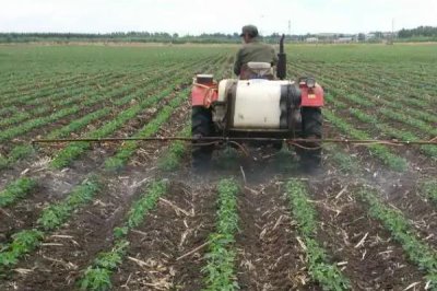 甘薯地膜覆盖种植方法,生育后期低温会影响产量