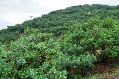 怎么种植杨梅,苗木成活后要剪除主干的顶梢