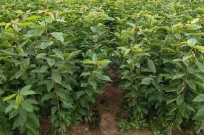 樱桃苗木的价格,因苗龄、产地、品种等条件而异