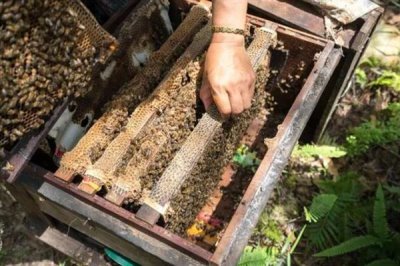 中华蜜蜂怎么养殖,温度较高时要在蜂箱四周洒水降温