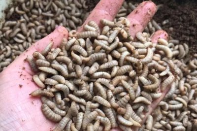 黑水虻的养殖技术,选在有大量禽畜粪便和生活垃圾的地方建立养殖场