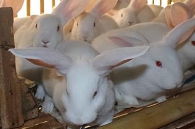 兔子耳螨怎么处理,首先及时隔离患有耳螨的兔子