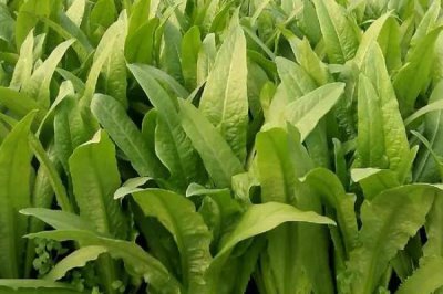 油麦菜的种植时间,一年四季可大棚种植