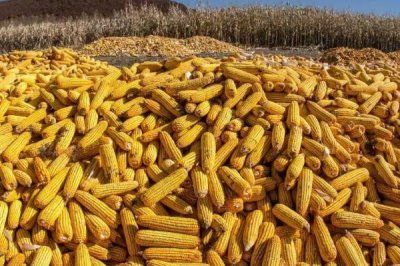 富裕89玉米品种的特性，春播平均生育期108.0天