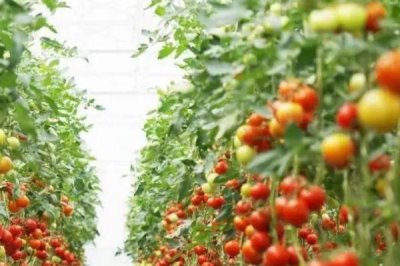 怎么防治番茄缺素症,缺氮可喷施尿素溶液