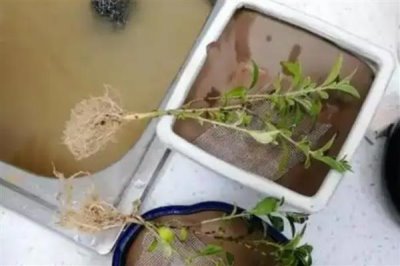 六月雪可以插活吗，是可以插活的