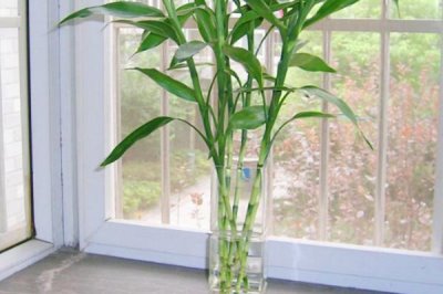 水培富贵竹多久换一次水,可根据季节而定