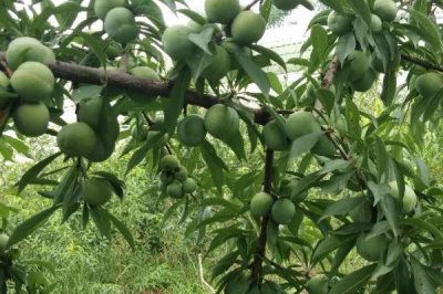 李子多久浇水一次,隔一个月左右浇一次水