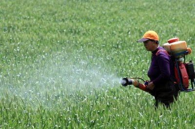水稻进入齐穗期什么时候打药好，一般在上午10点之前以及下午3点之后喷施