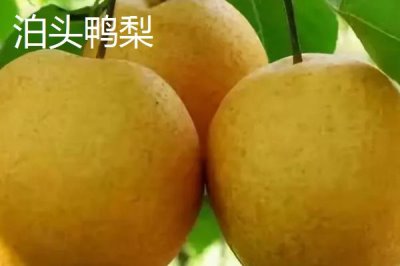 鸭梨的产地,黄淮海平原沙地广泛种植