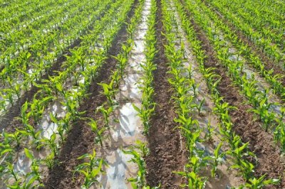 德育丰696玉米种简介，注意防治矮花叶病