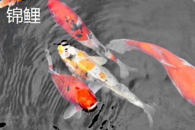 锦鲤和草金鱼的区别，前者长有须子