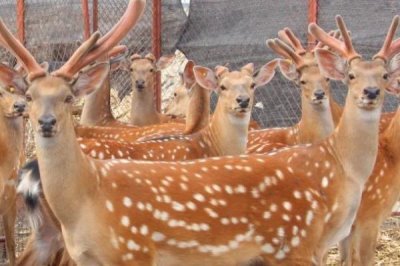 梅花鹿的养殖要求,对场地、水源、社会条件均有要求