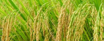 水稻的生长环境介绍,喜高温且对土壤的要求不严