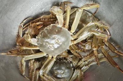 螃蟹的价格,不同品种的价格不同