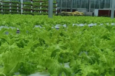 我国未来的农业发展趋势,有机农业前景可观