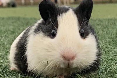 荷兰猪尿路感染的症状，一般会表现出尿频、尿急、尿尿困难等