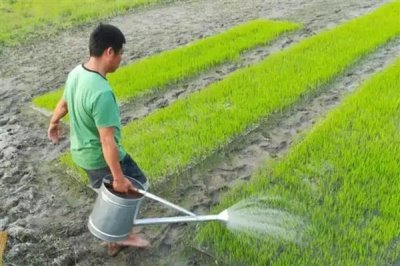 壮根剂的用法，苗床育苗时每株约用1-2克