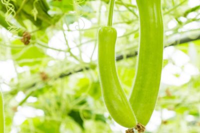 蒲瓜有种子吗,种子就是瓜瓤包裹着的白色卵形籽粒