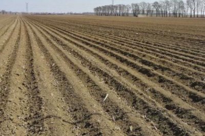 麦冬种子哪里有卖，选择正规销售商