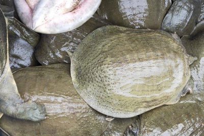 怎么杀甲鱼,小甲鱼和大甲鱼的杀法不同