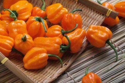 哪些作物的种植前景比较好,当前可以考虑蓝宝石葡萄、白草莓、秋葵等果蔬