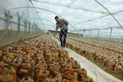 桑黄怎么种植和管理,对培养料消毒后再接种、养护