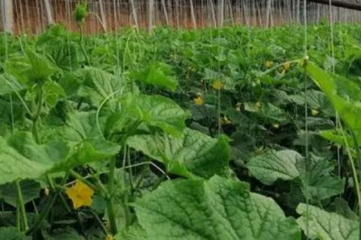 大棚黄瓜的亩产量,春黄瓜每亩产量在1.5万斤左右