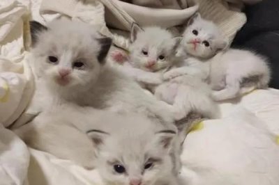 刚出生的小猫即将死亡如何抢救,擦干小猫后可贴着身体传递温度