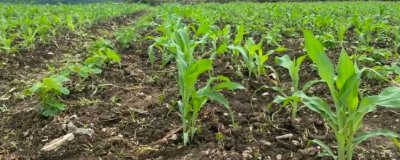 适合贵州种植的玉米品种，可根据地理环境和用途来选种