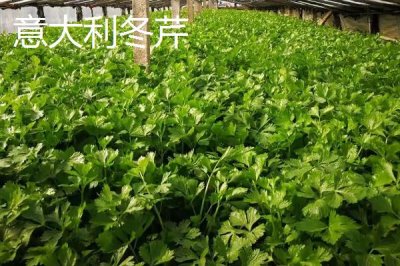 芹菜的品种,不同品种的亩产量不一
