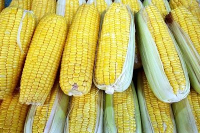 垄悦818玉米种子简介,密度4500—5000株/亩