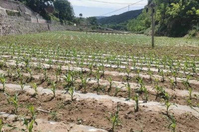 泽农1107玉米品种简介,适宜密度为每亩4500株左右