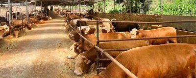 养牛的风险,包括肉牛来源、养殖技术等