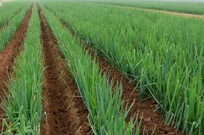 山东大葱的产地，主要有寿光市、胶州市、聊城市等